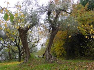 Montiano - Azienda Agricola Persano Sandro