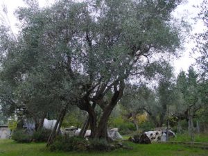 Montiano - Azienda Agricola Persano Sandro