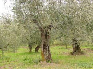 San Clemente - Azienda Agricola Binotti Giuseppe