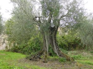 San Clemente - Azienda Agricola Binotti Giuseppe