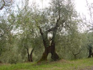 San Clemente - Azienda Agricola Binotti Giuseppe