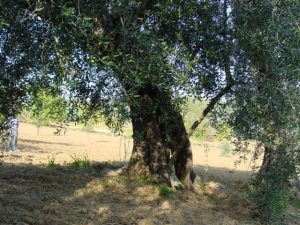 Coriano - Azienda Agricola Belluoccio Armando