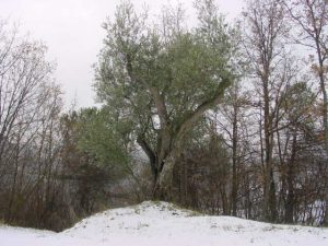 Bologna - Sasso Marconi (Masetti)