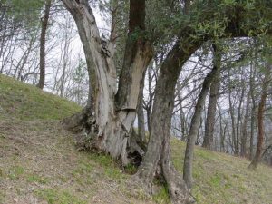 Bologna - Sasso Marconi (Masetti)