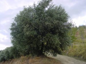 Brisighella - Azienda Agricola Peneto