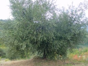 Brisighella - Azienda Agricola Peneto