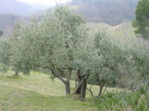 Bologna - Sasso Marconi (Masetti)