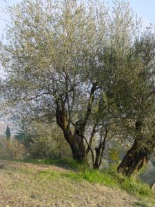 Casola Valsenio - Azienda Agricola Linguerri Giorgio 