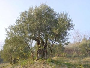 Casola Valsenio - Azienda Agricola Linguerri Giorgio Casola Valsenio - Azienda Agricola Linguerri Giorgio 