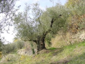 Brisighella - Azienda Agricola Ca' di Lucchino 