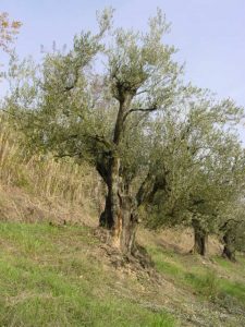 Brisighella - Azienda Agricola Ca' di Lucchino 