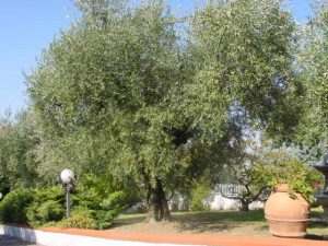 Verucchio - Azienda Agricola Sapigni Giovanni 