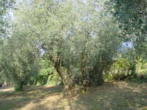 Covignano - Azienda Agricola Fabbri Maria Luigia 