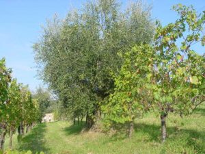 Covignano - Azienda Agricola Fabbri Maria Luigia 