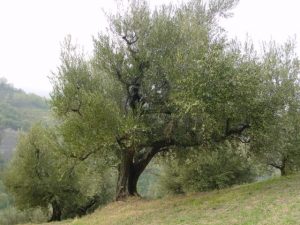 Brisighella - Azienda Agricola Spoglianti Valerio 