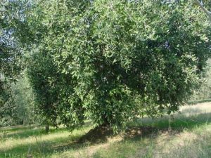 Covignano - Azienda Agricola Fabbri Maria Luigia