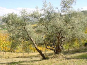Modigliana (San Martino in Monte) - Azienda Agricola Gamberi Ezio 