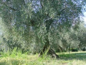 Covignano - Azienda Agricola Fabbri Maria Luigia 