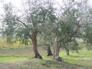 Saludecio - Azienda Agricola Mattoni Antonio 