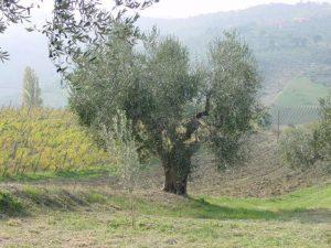 Saludecio - Azienda Agricola Mattoni Antonio 