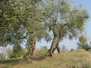 Saludecio - Azienda Agricola Mattoni Antonio 