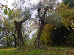 Montiano - Azienda Agricola Persano Sandro