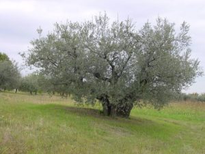 Cesena - Azienda Agricola Baiardi Giuseppe