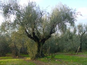 Rimini - Azienda Agricola Frontali Gualtiero 