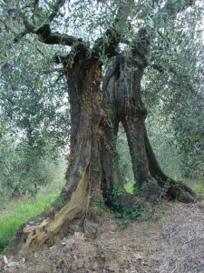 San Clemente - Azienda Agricola Binotti Giuseppe