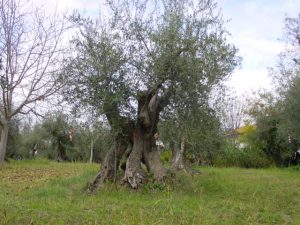 Rimini - Azienda Agricola Aluigi Sergio 