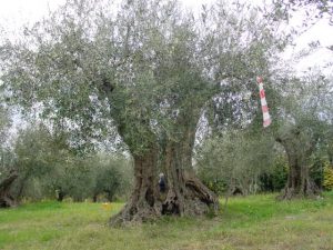 Rimini - Azienda Agricola Aluigi Sergio