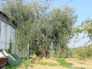 Coriano - Azienda Agricola Belluoccio Armando