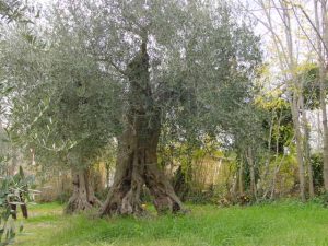 Rimini - Azienda Agricola Aluigi Sergio 