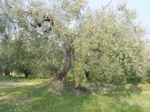 San Giovanni in Marignano - Azienda Agricola Lorenzi Norma