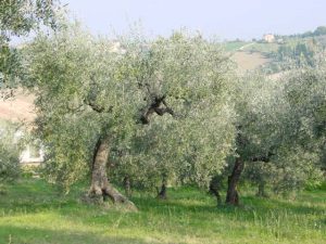 San Giovanni in Marignano - Azienda Agricola Lorenzi Norma