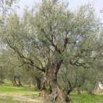 Montegridolfo - Azienda Agricola Tonni Terzo