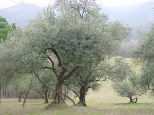 Bologna - Sasso Marconi (Masetti)