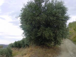 Brisighella - Azienda Agricola Peneto