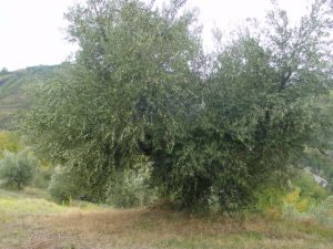 Brisighella - Azienda Agricola Peneto