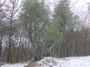 Bologna - Sasso Marconi (Masetti)