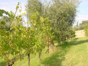 Covignano - Azienda Agricola Fabbri Maria Luigia 