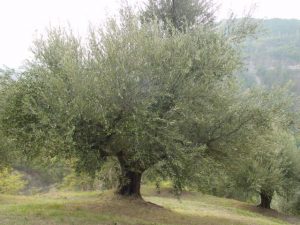 Brisighella - Azienda Agricola Spoglianti Valerio 