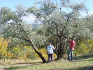 Modigliana (San Martino in Monte) - Azienda AgricModigliana (San Martino in Monte) - Azienda Agricola Gamberi Ezio 