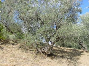 Modigliana (San Martino in Monte) - Azienda Agricola Gamberi Ezio 