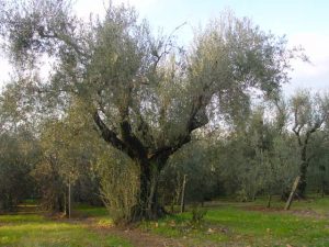 Rimini - Azienda Agricola Frontali Gualtiero 