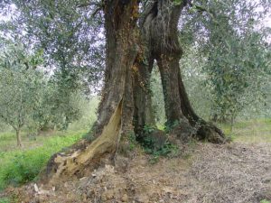 San Clemente - Azienda Agricola Binotti Giuseppe