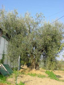 Coriano - Azienda Agricola Belluoccio Armando