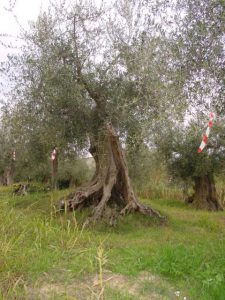 Rimini - Azienda Agricola Aluigi Sergio 