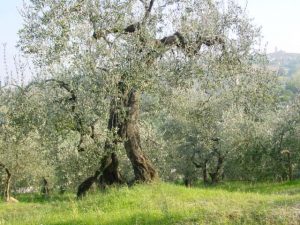 San Giovanni in Marignano - Azienda Agricola Lorenzi Norma