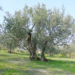 Montegridolfo - Azienda Agricola Tonni Terzo